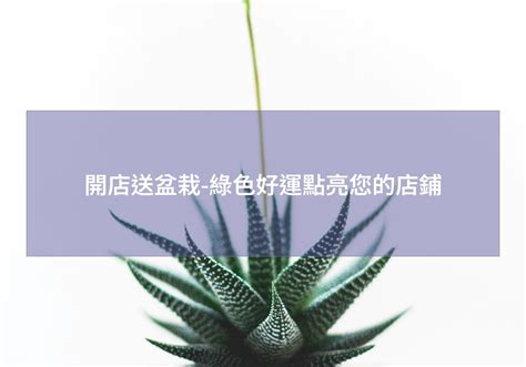 送盆栽意義|開店送盆栽，譜寫吉祥好運新篇章 